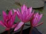 ภาพโดย(T.suwan)